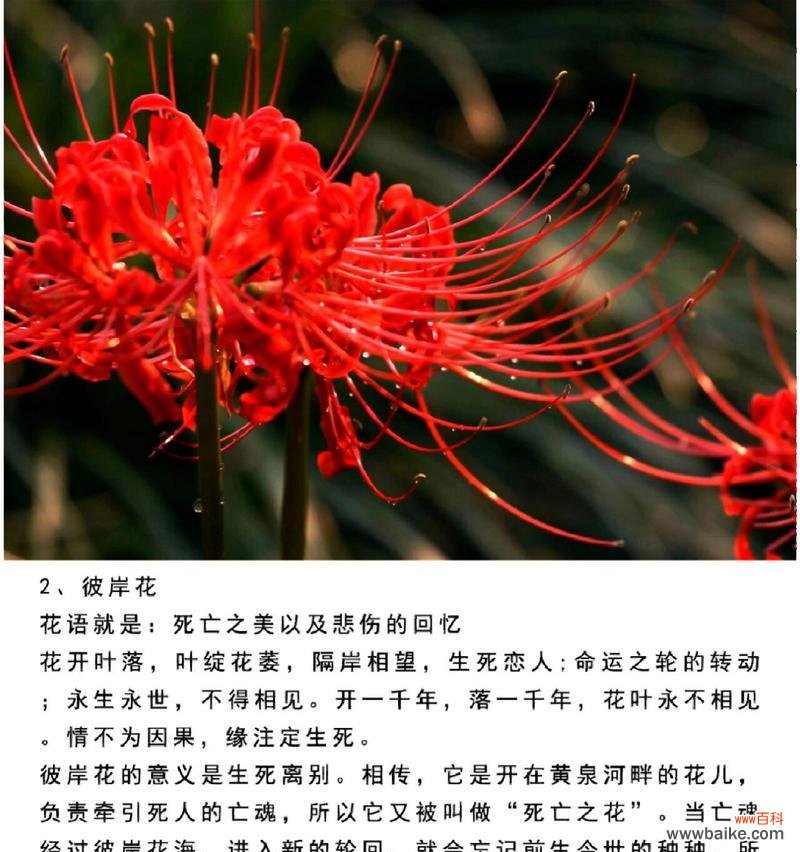 不同花朵的花语分别代表什么?
