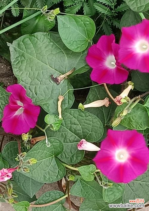 哪种花的花语与格桑花相似？