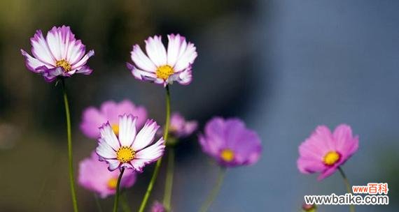 哪种花的花语与格桑花相似？