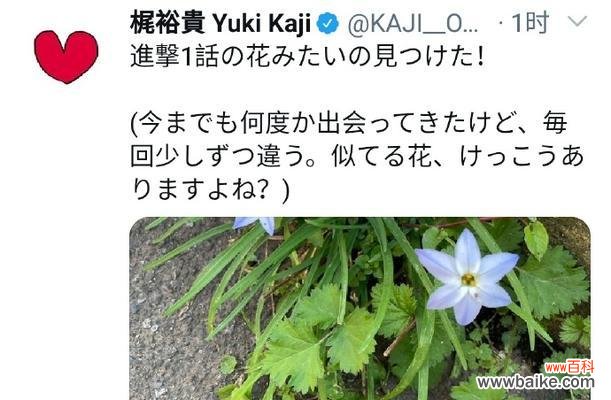 三笠最后的花语有何深意？