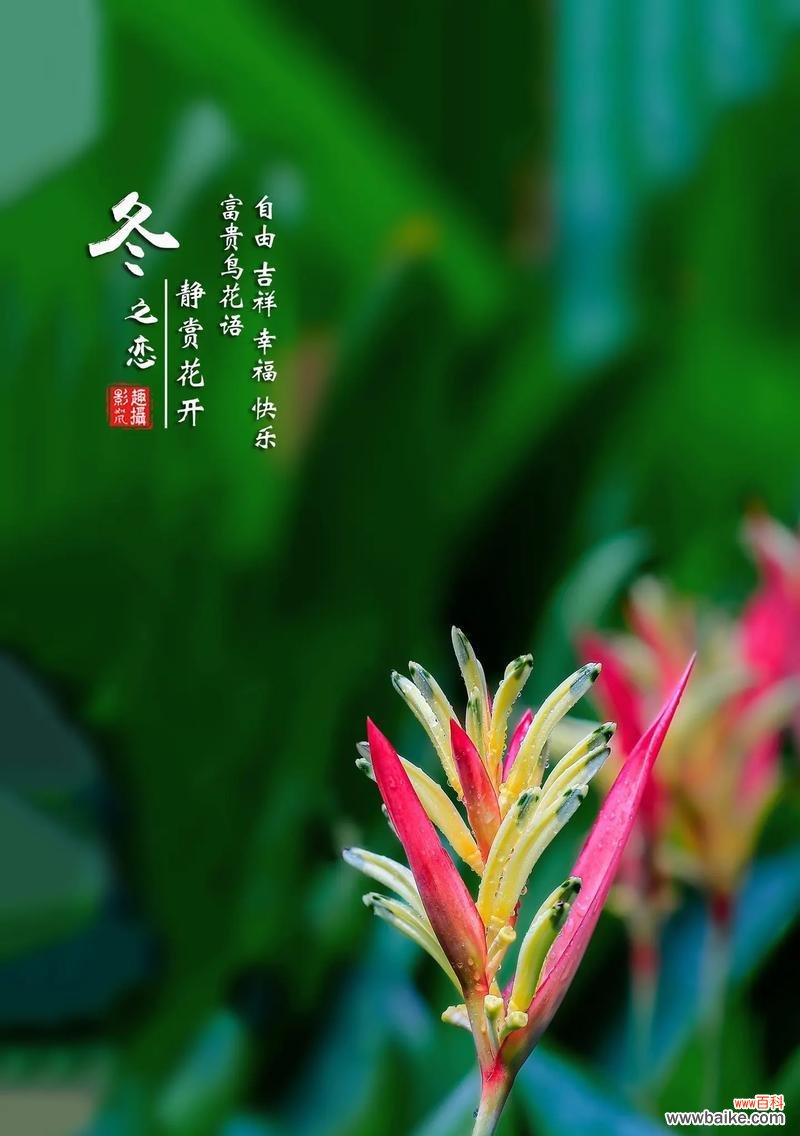 哪种花代表开心和快乐？它的花语是什么？