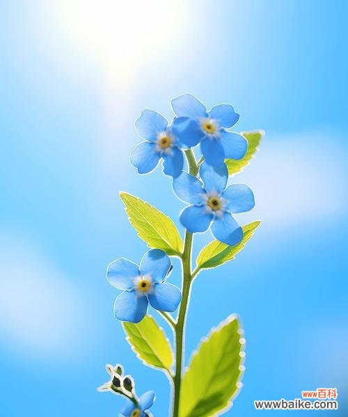 星辰花象征着什么？花语中蕴含的寓意是什么？