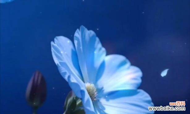 星辰花象征着什么？花语中蕴含的寓意是什么？