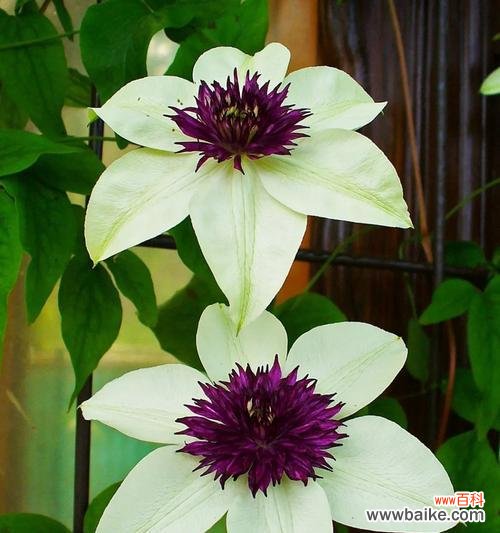 铁丝球花象征着什么?