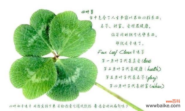 很隐晦的花语代表什么含义？