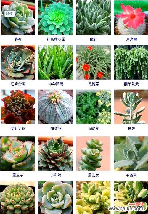 多肉各种绿植花语是什么?多肉植物有哪些特别的寓意?