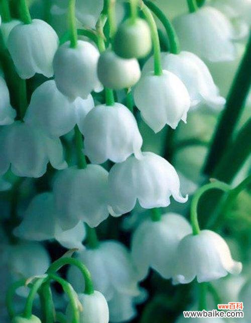 铃兰花的象征意义与寓意 铃兰的花语