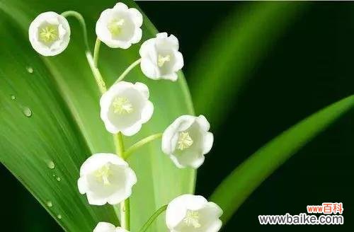 铃兰花的象征意义与寓意 铃兰的花语