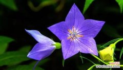 铃铛花的神秘与美丽 铃铛花的花语及寓意