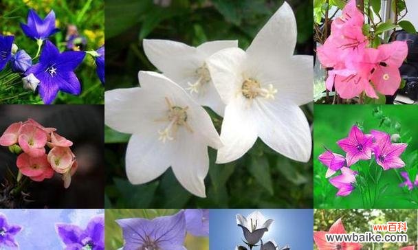 铃铛花的神秘与美丽 铃铛花的花语及寓意