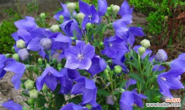 铃铛花的神秘与美丽 铃铛花的花语及寓意