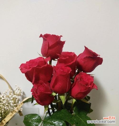 探索玫瑰背后的寓意和象征 两朵玫瑰的象征意义