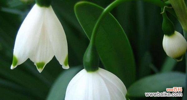 探索铃兰花的美与内涵 铃兰花的花语和寓意