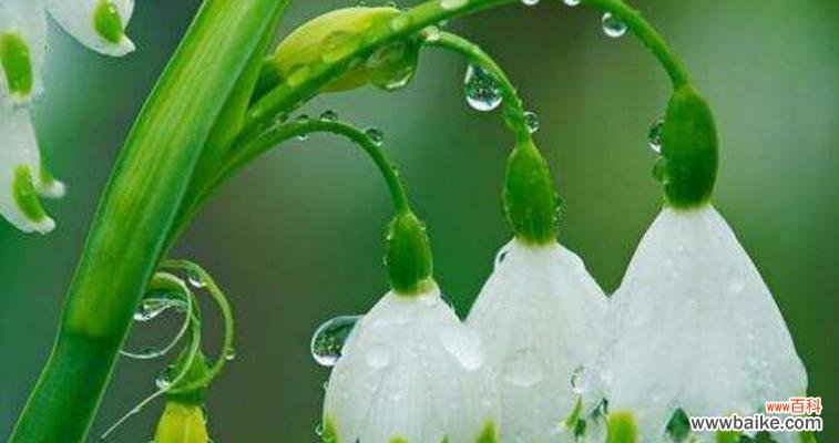 探索铃兰花的美与内涵 铃兰花的花语和寓意