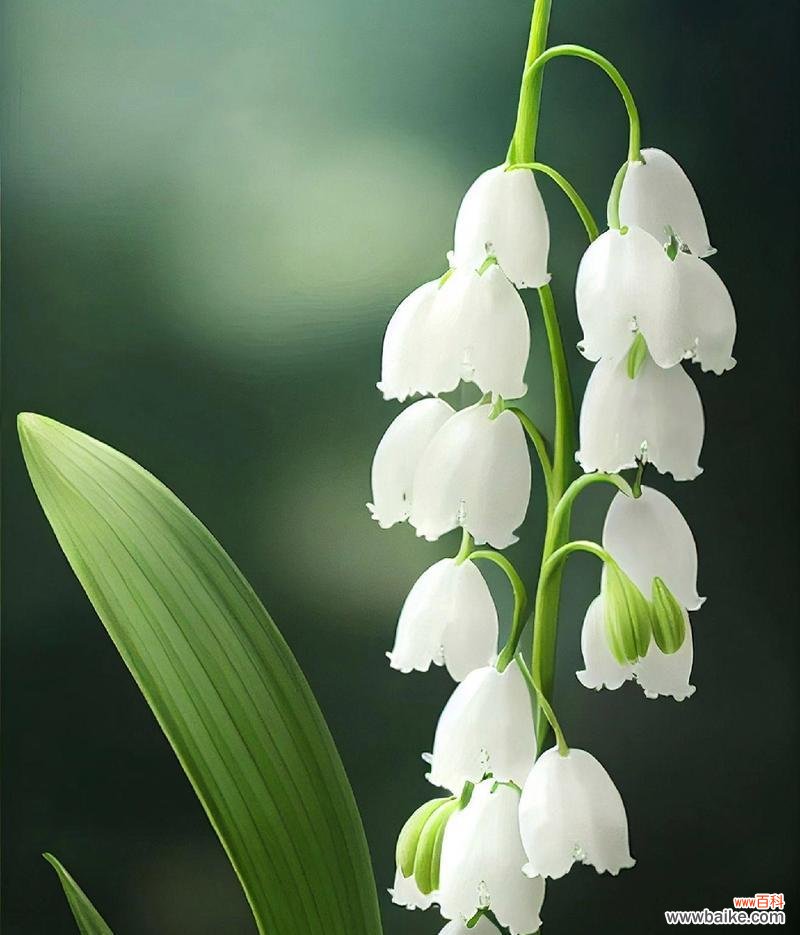 探寻铃兰花的花语和神话传说,揭示其深厚的文化内涵 铃兰花