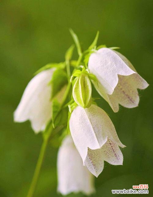 铃兰花的花语和寓意，以及其在不同文化中的重要性 铃兰花花语
