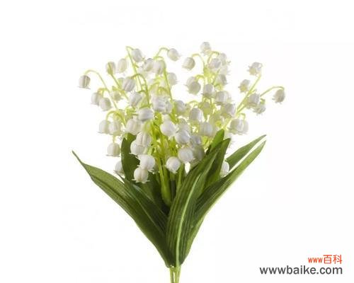 铃兰花的花语和寓意，以及其在不同文化中的重要性 铃兰花花语