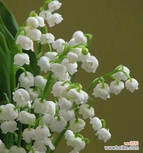 铃兰花的花语和寓意，以及其在不同文化中的重要性 铃兰花花语