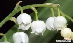 铃兰花的寓意与象征及其文化意义 铃兰花