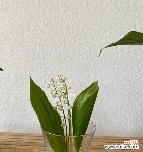 铃兰花语的含义及其在生活中的应用 铃兰花语——纯洁与永恒的象征