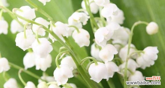 铃兰花语的含义及其在生活中的应用 铃兰花语——纯洁与永恒的象征