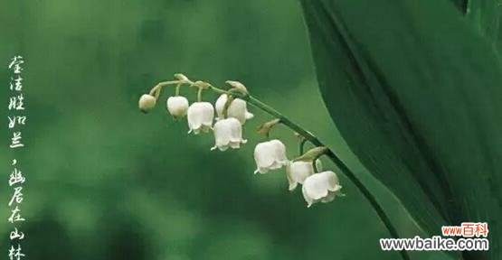 探索铃兰花语的内涵与影响力 铃兰花语与其象征意义