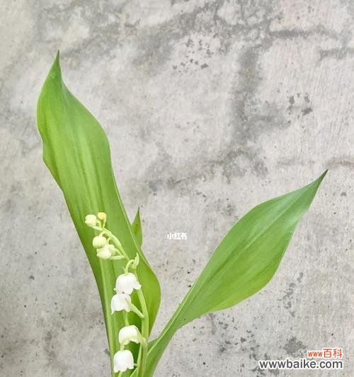 探索铃兰的花语，揭示其中的寓意 铃兰花语大全及寓意解读