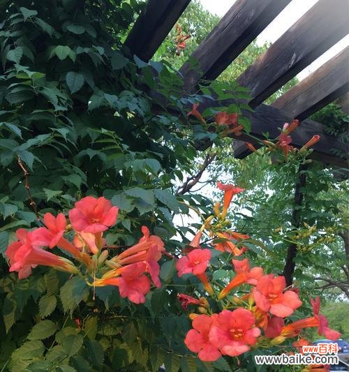 揭开凌霄花的神秘面纱，探寻其深刻花语 凌霄花的花语之美丽与坚韧