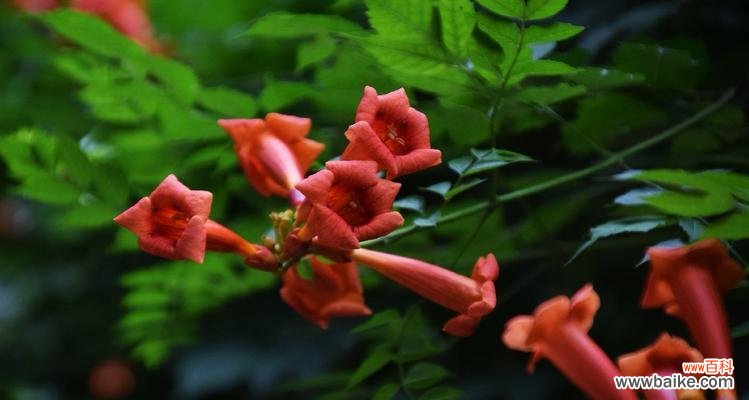 揭开凌霄花的神秘面纱，探寻其深刻花语 凌霄花的花语之美丽与坚韧