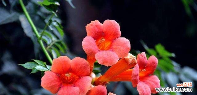 揭开凌霄花的神秘面纱，探寻其深刻花语 凌霄花的花语之美丽与坚韧