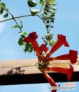 解析凌霄花的神秘与浪漫 凌霄花的花语与意义