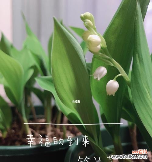 以铃兰花寓意是什么? 铃兰花
