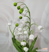 以铃兰花寓意是什么？ 铃兰花