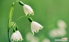 探索铃兰花的花语和意义 铃兰花的寓意与象征