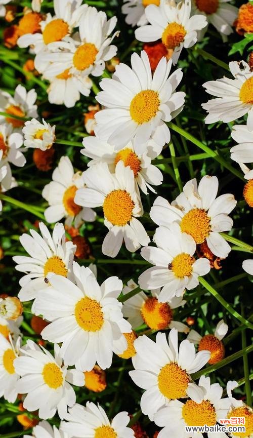 探寻小雏菊的花语 小雏菊花语的启示