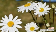 探索小雏菊的花语 小雏菊花语的意义及象征