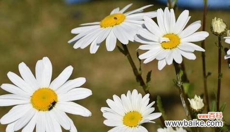 探索小雏菊的花语 小雏菊花语的意义及象征