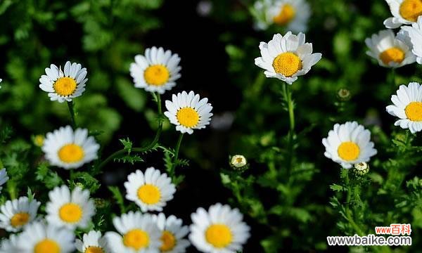 探寻小雏菊的情感象征与生活意义 小雏菊的花语与意义