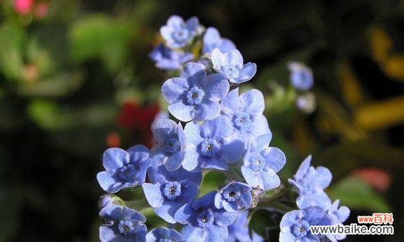 璀璨盛开 星辰花的花语——诠释繁星之美