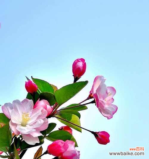 古人眼中的杏花魅力与神秘 《杏花古代别称的花语与寓意》