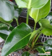 金钻植物的花语是什么？它象征着什么？