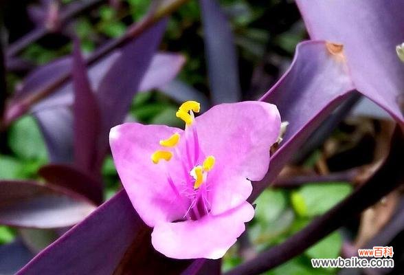 紫竹梅的花语和寓意有何深意?它通常用来表达什么?