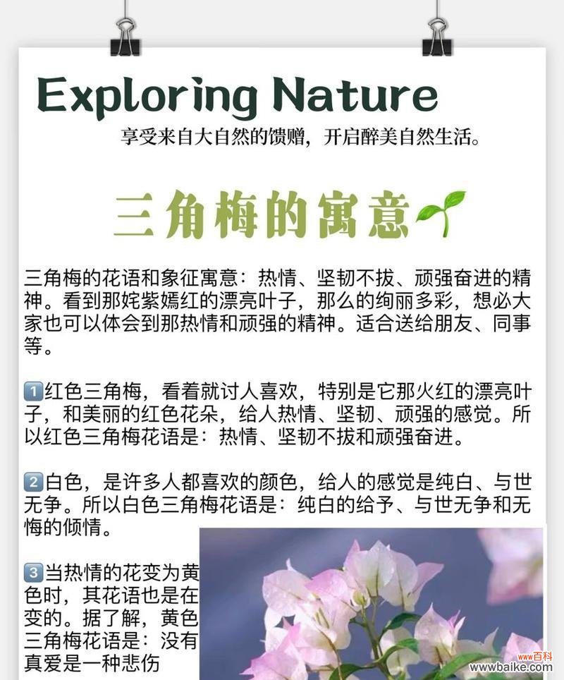 紫竹梅的花语和寓意有何深意?它通常用来表达什么?