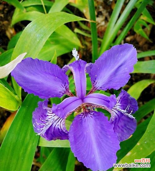 黄花鸢尾的花语具体是什么?