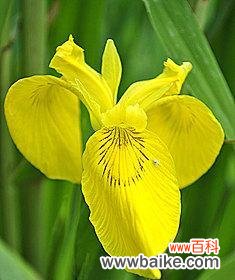 黄花鸢尾的花语具体是什么?