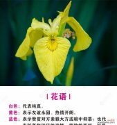 黄花鸢尾的花语具体是什么？