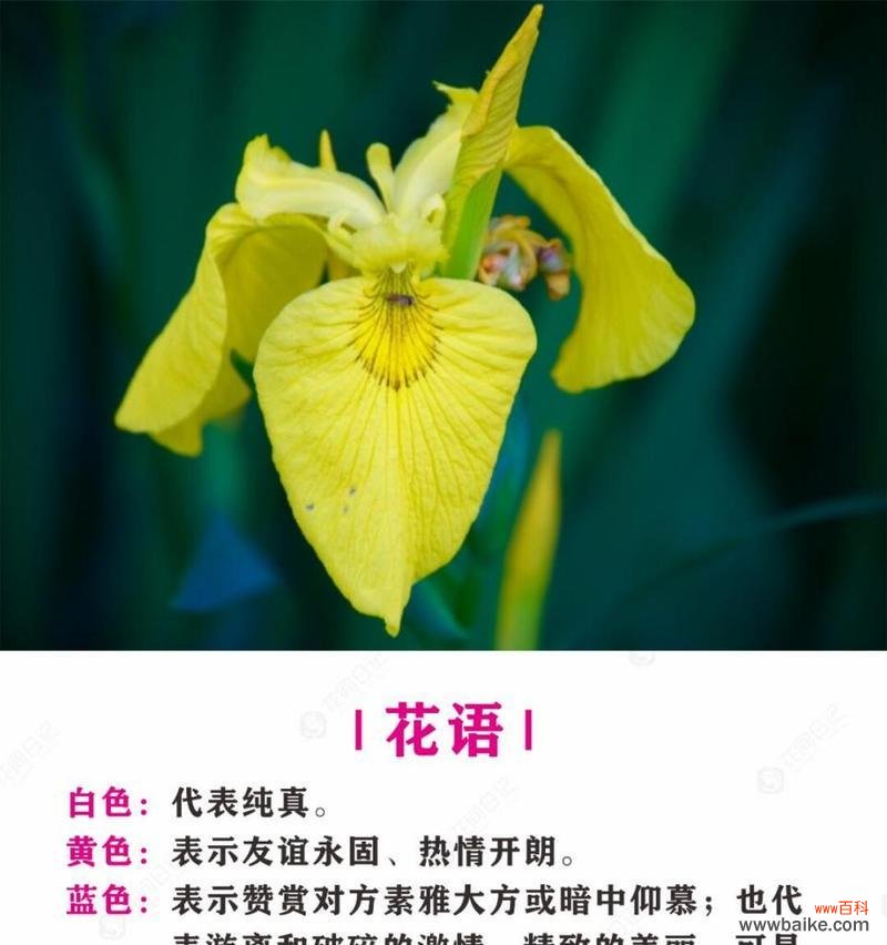 黄花鸢尾的花语具体是什么?