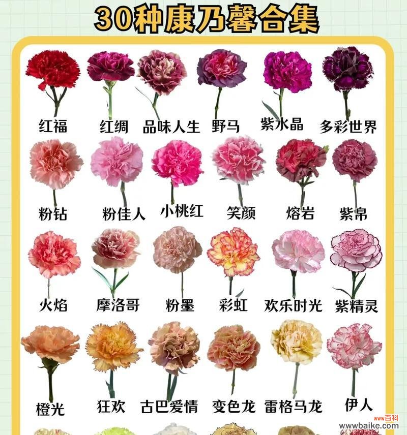 妇女节做玫瑰花礼物送什么？小心思的花语又是什么意思？