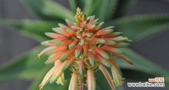 中华芦荟的寓意是什么？花语有何特别之处？