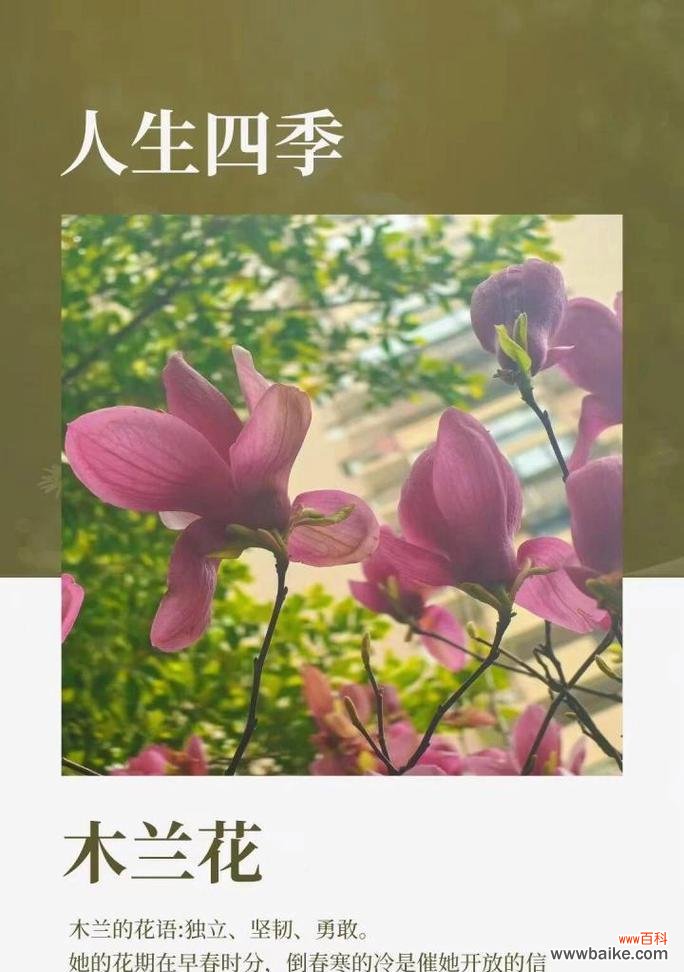 美丽花语的含义是什么?为何人间容不得?